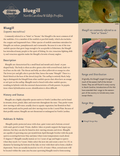 PDF brochure of the Bluegill from the North Carolina Wildlife Resources Commission.