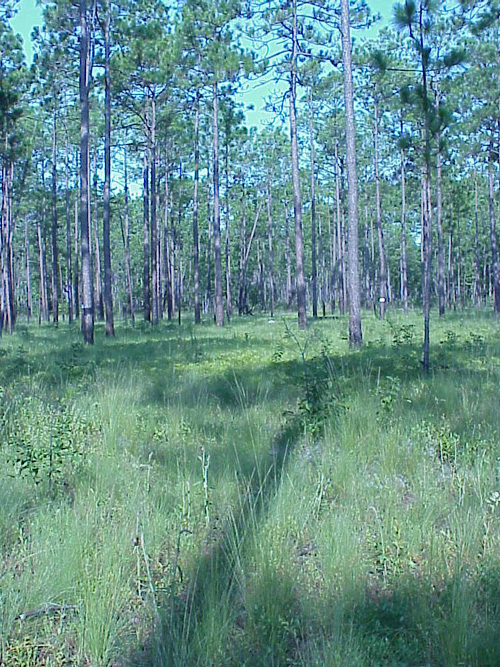 Longleaf pines surrounded by wiregrass. 