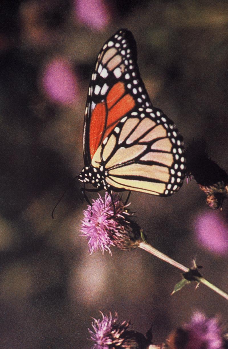 <img typeof="foaf:Image" src="http://statelibrarync.org/learnnc/sites/default/files/images/05indigenouspeoplebelievethatthesoulsofthedeadreturnasbutterflies.jpg" width="1110" height="1700" alt="" /> <img typeof="foaf:Image" src="http://statelibrarync.org/learnnc/sites/default/files/images/05indigenouspeoplebelievethatthesoulsofthedeadreturnasbutterflies.jpg" width="1110" height="1700" alt="" />