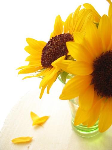 Sunflowers Sunflowers