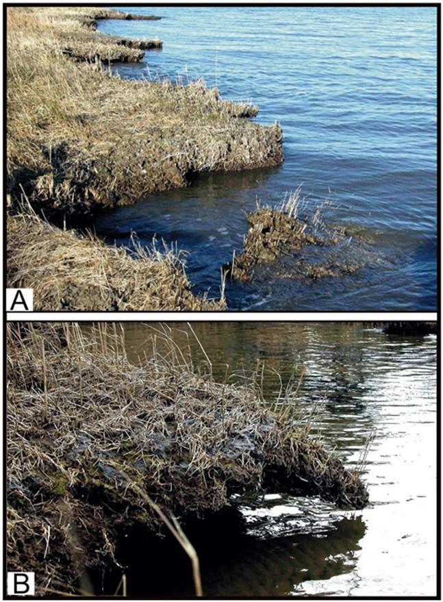 <img typeof="foaf:Image" src="http://statelibrarync.org/learnnc/sites/default/files/images/1_24.jpg" width="647" height="879" alt="Images of eroding marsh platforms" title="Images of eroding marsh platforms" /> <img typeof="foaf:Image" src="http://statelibrarync.org/learnnc/sites/default/files/images/1_24.jpg" width="647" height="879" alt="Images of eroding marsh platforms" title="Images of eroding marsh platforms" />