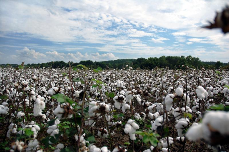 Cotton