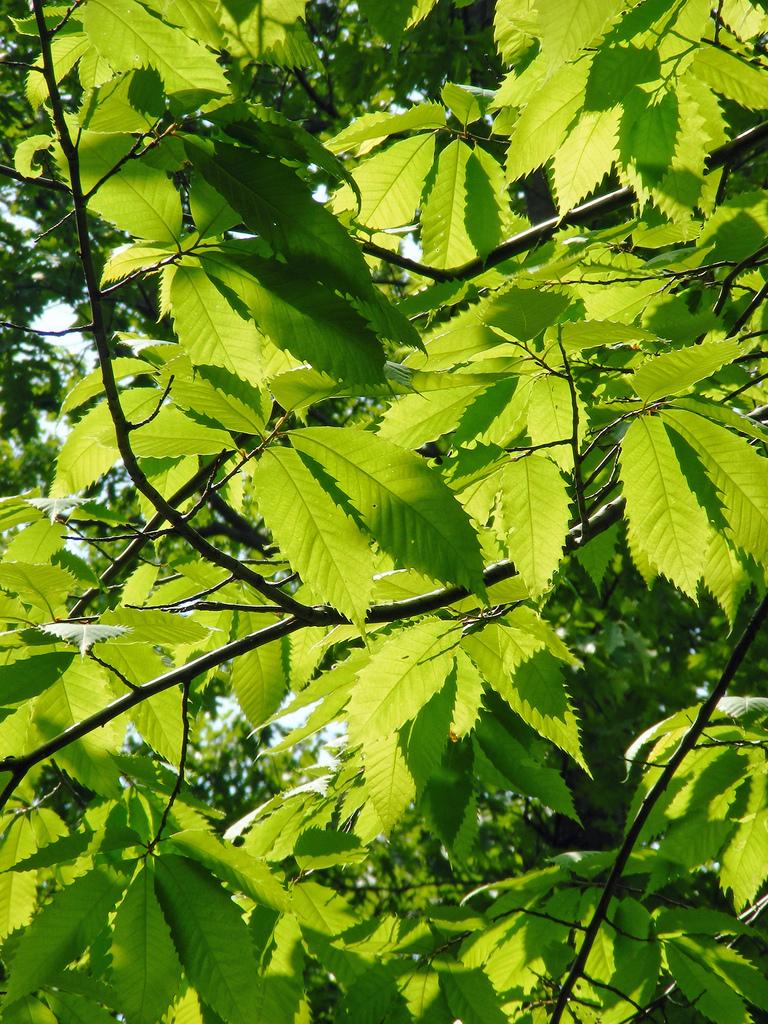 <img typeof="foaf:Image" src="http://statelibrarync.org/learnnc/sites/default/files/images/american-chestnut-leaves.jpg" width="768" height="1024" alt="American chestnut tree leaves" title="American chestnut tree leaves" /> <img typeof="foaf:Image" src="http://statelibrarync.org/learnnc/sites/default/files/images/american-chestnut-leaves.jpg" width="768" height="1024" alt="American chestnut tree leaves" title="American chestnut tree leaves" />