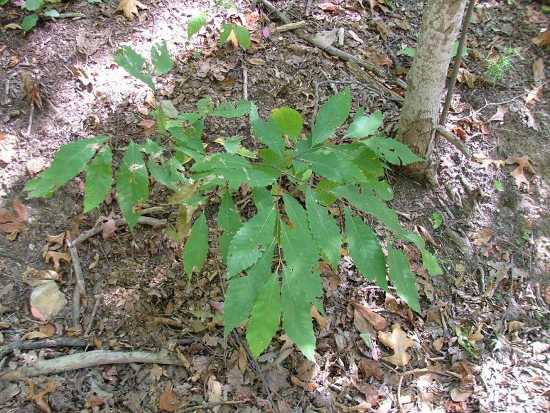 <img typeof="foaf:Image" src="http://statelibrarync.org/learnnc/sites/default/files/images/american_chestnut_sapling.jpg" width="1024" height="768" alt="American Chestnut sapling" title="American Chestnut sapling" /> <img typeof="foaf:Image" src="http://statelibrarync.org/learnnc/sites/default/files/images/american_chestnut_sapling.jpg" width="1024" height="768" alt="American Chestnut sapling" title="American Chestnut sapling" />