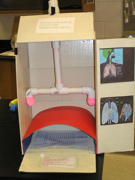 <img typeof="foaf:Image" src="http://statelibrarync.org/learnnc/sites/default/files/images/article808_respiratory-model.jpg" width="449" height="600" alt="model of the respiratory system" title="model of the respiratory system" />