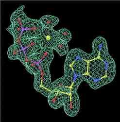 <img typeof="foaf:Image" src="http://statelibrarync.org/learnnc/sites/default/files/images/atp-density-map.jpg" width="247" height="251" alt="Electron density map" title="Electron density map" />