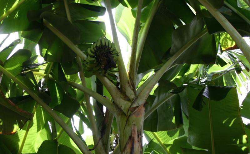 <img typeof="foaf:Image" src="http://statelibrarync.org/learnnc/sites/default/files/images/bananatree.jpg" width="972" height="600" alt="Panama disease is a fungus that affects many varieties of banana" title="Panama disease is a fungus that affects many varieties of banana" /> <img typeof="foaf:Image" src="http://statelibrarync.org/learnnc/sites/default/files/images/bananatree.jpg" width="972" height="600" alt="Panama disease is a fungus that affects many varieties of banana" title="Panama disease is a fungus that affects many varieties of banana" />