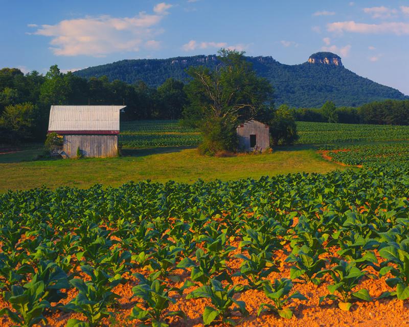 Bright leaf tobacco