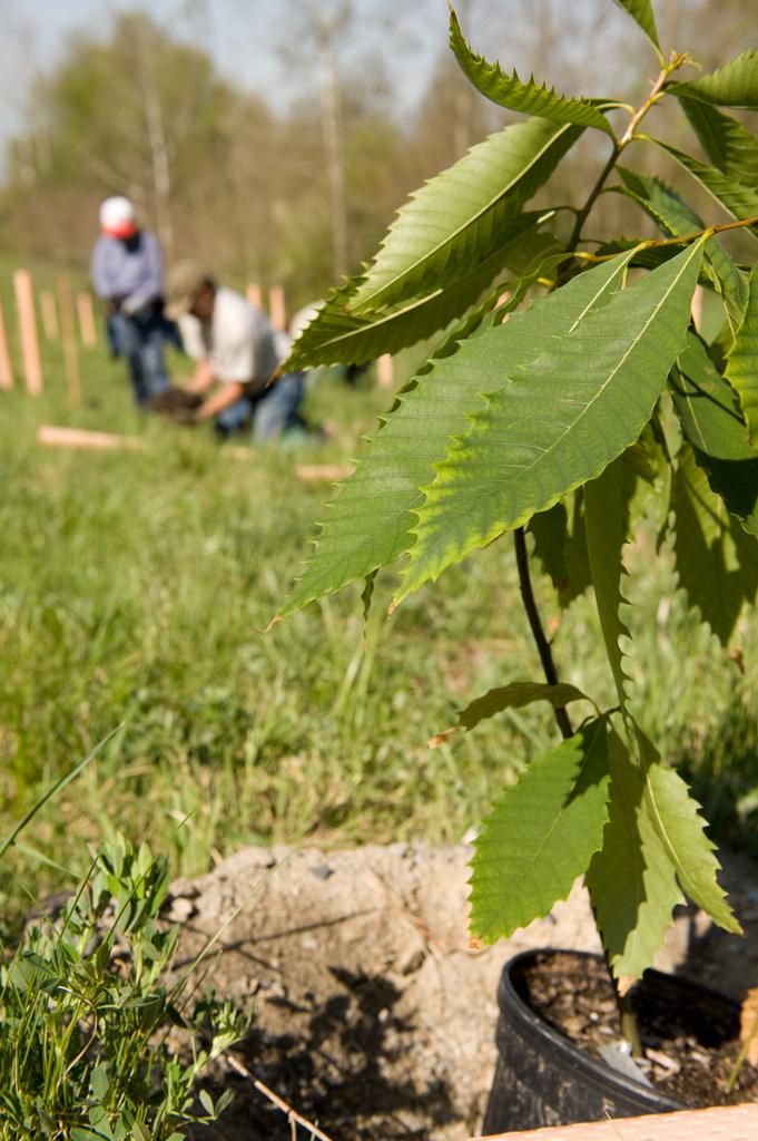 <img typeof="foaf:Image" src="http://statelibrarync.org/learnnc/sites/default/files/images/chestnut-waiting-for-planting.jpg" width="681" height="1024" alt="American chestnut plant" title="American chestnut plant" /> <img typeof="foaf:Image" src="http://statelibrarync.org/learnnc/sites/default/files/images/chestnut-waiting-for-planting.jpg" width="681" height="1024" alt="American chestnut plant" title="American chestnut plant" />