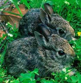 <img typeof="foaf:Image" src="http://statelibrarync.org/learnnc/sites/default/files/images/cottontail.jpg" width="280" height="289" alt="North Carolina's mammals" title="North Carolina's mammals" />