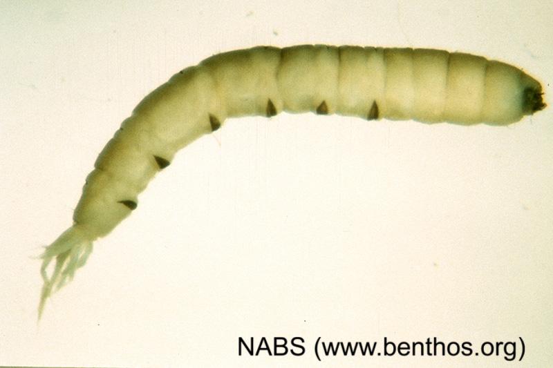 <img typeof="foaf:Image" src="http://statelibrarync.org/learnnc/sites/default/files/images/crane_fly_larva.jpg" width="800" height="533" alt="Crane fly larva" title="Crane fly larva" /> <img typeof="foaf:Image" src="http://statelibrarync.org/learnnc/sites/default/files/images/crane_fly_larva.jpg" width="800" height="533" alt="Crane fly larva" title="Crane fly larva" />