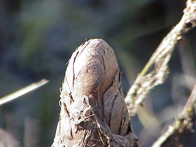 <img typeof="foaf:Image" src="http://statelibrarync.org/learnnc/sites/default/files/images/cypress_knees.jpg" width="1024" height="768" alt=""knees" of cypress" title=""knees" of cypress" />