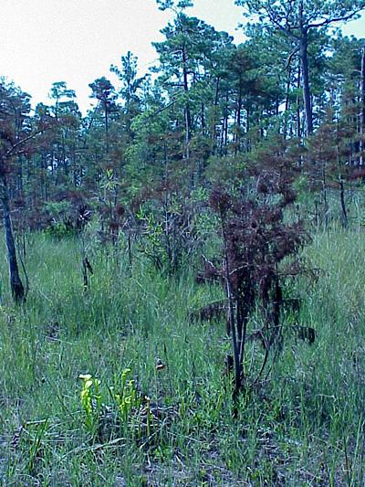 <img typeof="foaf:Image" src="http://statelibrarync.org/learnnc/sites/default/files/images/cypress_savanna_0.jpg" width="400" height="533" alt="Cypress savanna" title="Cypress savanna" />
