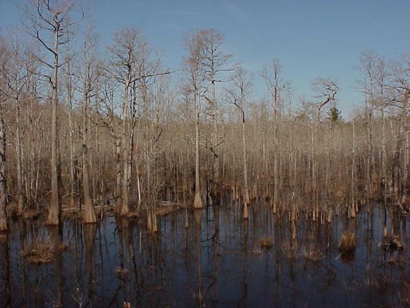 <img typeof="foaf:Image" src="http://statelibrarync.org/learnnc/sites/default/files/images/cypress_swamp.jpg" width="1024" height="768" alt="Cypress gum swamps" title="Cypress gum swamps" />