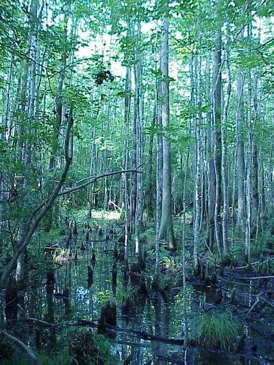<img typeof="foaf:Image" src="http://statelibrarync.org/learnnc/sites/default/files/images/cypress_swamp_0.jpg" width="400" height="533" alt="Cypress gum swamp" title="Cypress gum swamp" />