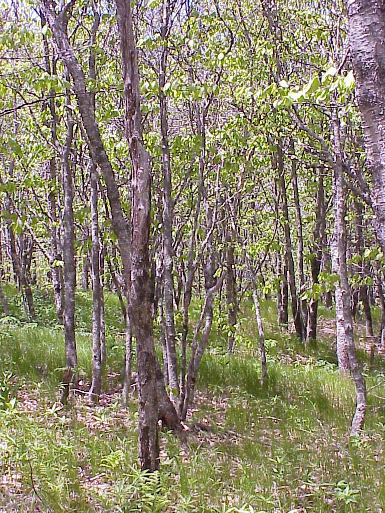 <img typeof="foaf:Image" src="http://statelibrarync.org/learnnc/sites/default/files/images/early_succession.jpg" width="768" height="1024" alt="grassy bald is in an early stage of succession to hardwood forest" title="grassy bald is in an early stage of succession to hardwood forest" />