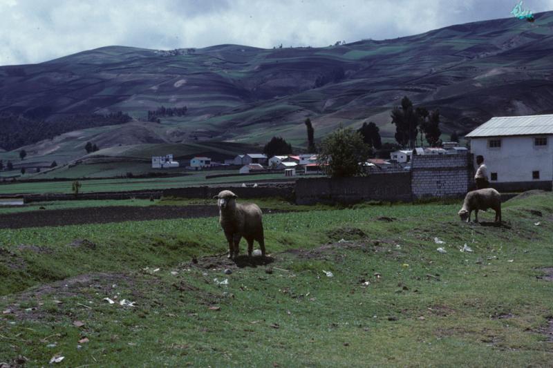 <img typeof="foaf:Image" src="http://statelibrarync.org/learnnc/sites/default/files/images/ecuador_020.jpg" width="1024" height="682" alt="Sheep in a pasture south of Riobamba, Ecuador" title="Sheep in a pasture south of Riobamba, Ecuador" /> <img typeof="foaf:Image" src="http://statelibrarync.org/learnnc/sites/default/files/images/ecuador_020.jpg" width="1024" height="682" alt="Sheep in a pasture south of Riobamba, Ecuador" title="Sheep in a pasture south of Riobamba, Ecuador" />