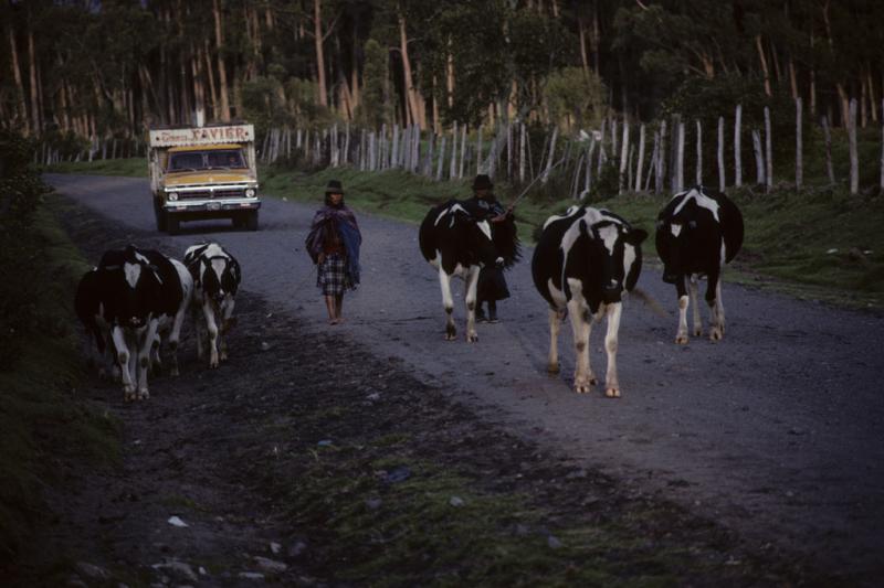 <img typeof="foaf:Image" src="http://statelibrarync.org/learnnc/sites/default/files/images/ecuador_029.jpg" width="1024" height="682" alt="Two Ecuadorians herding cows along the road" title="Two Ecuadorians herding cows along the road" />