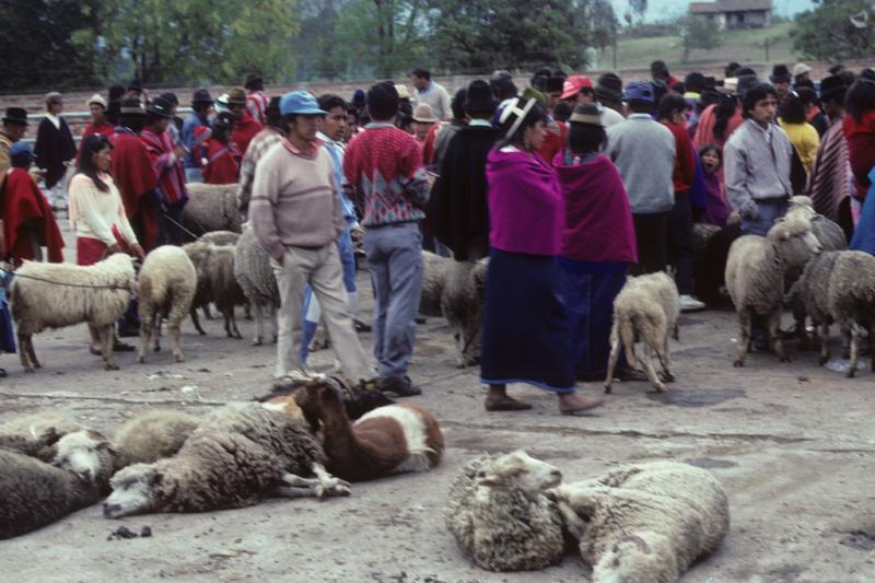 <img typeof="foaf:Image" src="http://statelibrarync.org/learnnc/sites/default/files/images/ecuador_089.jpg" width="1024" height="682" alt="Animal market in Riobamba, Ecuador" title="Animal market in Riobamba, Ecuador" /> <img typeof="foaf:Image" src="http://statelibrarync.org/learnnc/sites/default/files/images/ecuador_089.jpg" width="1024" height="682" alt="Animal market in Riobamba, Ecuador" title="Animal market in Riobamba, Ecuador" />