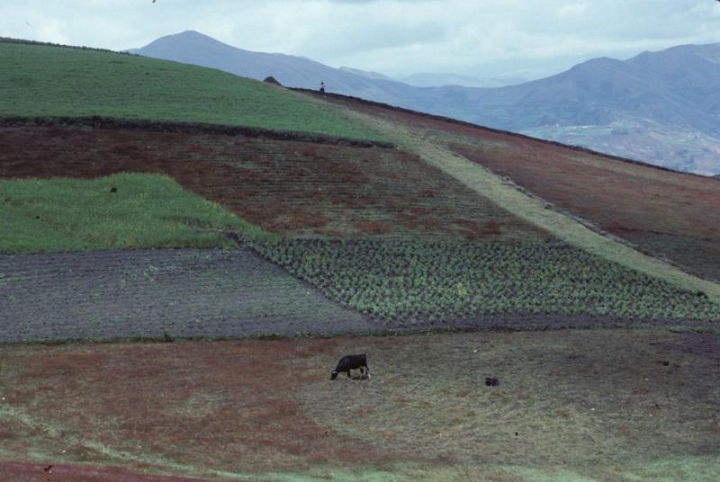 <img typeof="foaf:Image" src="http://statelibrarync.org/learnnc/sites/default/files/images/ecuador_207.jpg" width="1024" height="686" alt="Patchwork of agricultural plots on a hillside outside Riobamba, Ecuador" title="Patchwork of agricultural plots on a hillside outside Riobamba, Ecuador" /> <img typeof="foaf:Image" src="http://statelibrarync.org/learnnc/sites/default/files/images/ecuador_207.jpg" width="1024" height="686" alt="Patchwork of agricultural plots on a hillside outside Riobamba, Ecuador" title="Patchwork of agricultural plots on a hillside outside Riobamba, Ecuador" />