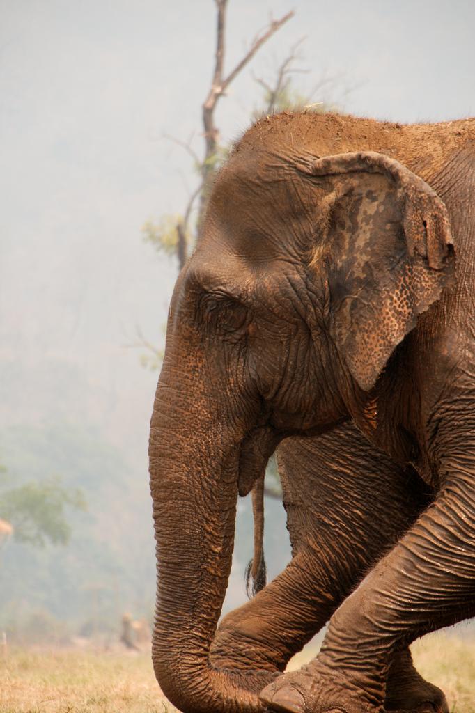 <img typeof="foaf:Image" src="http://statelibrarync.org/learnnc/sites/default/files/images/elephantinnaturepark.jpg" width="682" height="1024" alt="elephant" title="elephant" /> <img typeof="foaf:Image" src="http://statelibrarync.org/learnnc/sites/default/files/images/elephantinnaturepark.jpg" width="682" height="1024" alt="elephant" title="elephant" />