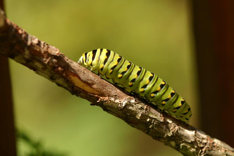 <img typeof="foaf:Image" src="http://statelibrarync.org/learnnc/sites/default/files/images/esb14.jpg" width="3072" height="2048" alt="Eastern black swallowtail butterfly: Third larval instage" title="Eastern black swallowtail butterfly: Third larval instage" />