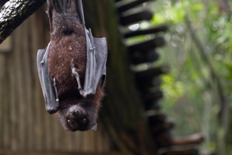<img typeof="foaf:Image" src="http://statelibrarync.org/learnnc/sites/default/files/images/flyingfoxbat.jpg" width="1024" height="683" alt="Flying fox bat" title="Flying fox bat" /> <img typeof="foaf:Image" src="http://statelibrarync.org/learnnc/sites/default/files/images/flyingfoxbat.jpg" width="1024" height="683" alt="Flying fox bat" title="Flying fox bat" />