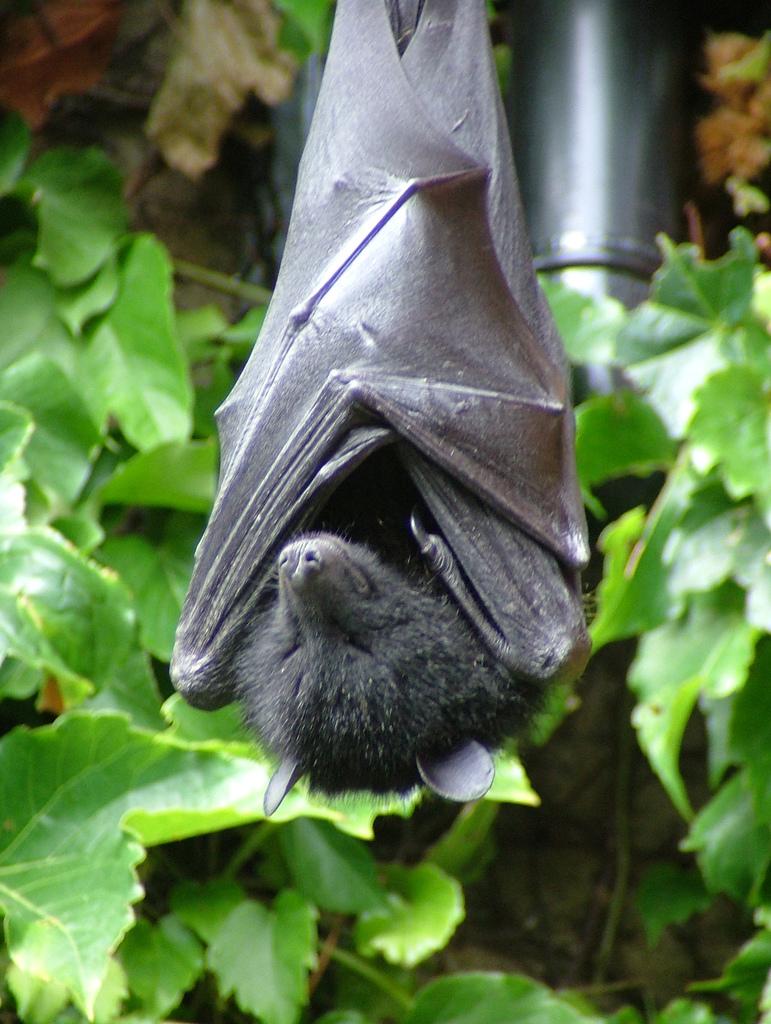 <img typeof="foaf:Image" src="http://statelibrarync.org/learnnc/sites/default/files/images/fruitbat.jpg" width="771" height="1024" alt="Livingstone's fruit bat" title="Livingstone's fruit bat" /> <img typeof="foaf:Image" src="http://statelibrarync.org/learnnc/sites/default/files/images/fruitbat.jpg" width="771" height="1024" alt="Livingstone's fruit bat" title="Livingstone's fruit bat" />