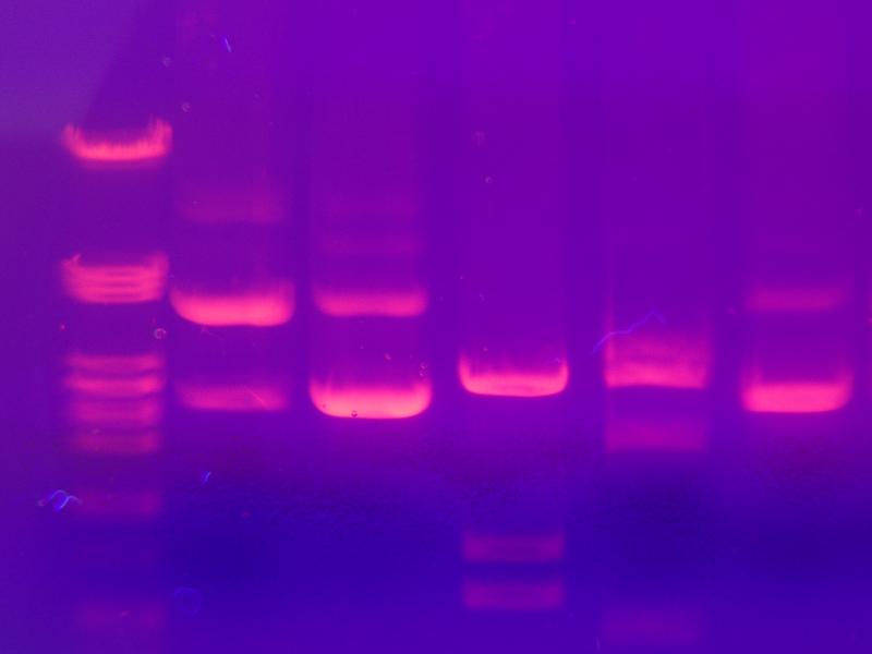 <img typeof="foaf:Image" src="http://statelibrarync.org/learnnc/sites/default/files/images/gel_electrophoresis.jpg" width="1600" height="1200" alt="Gel electrophoresis" title="Gel electrophoresis" /> <img typeof="foaf:Image" src="http://statelibrarync.org/learnnc/sites/default/files/images/gel_electrophoresis.jpg" width="1600" height="1200" alt="Gel electrophoresis" title="Gel electrophoresis" />