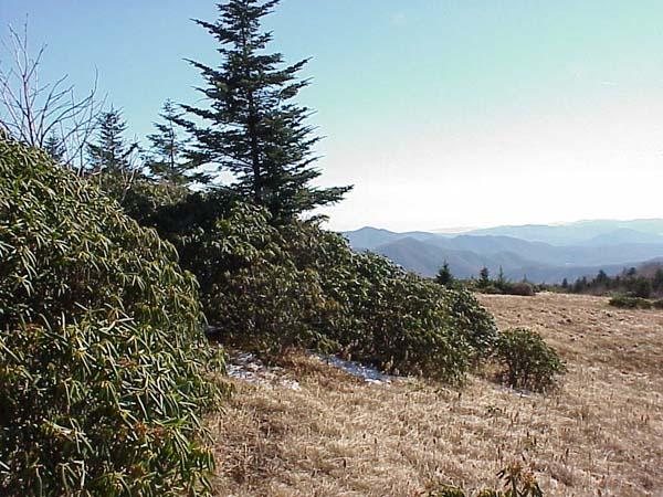 <img typeof="foaf:Image" src="http://statelibrarync.org/learnnc/sites/default/files/images/grassy_bald.jpg" width="600" height="450" alt="Grassy bald with spruce and rhododendron" title="Grassy bald with spruce and rhododendron" /> <img typeof="foaf:Image" src="http://statelibrarync.org/learnnc/sites/default/files/images/grassy_bald.jpg" width="600" height="450" alt="Grassy bald with spruce and rhododendron" title="Grassy bald with spruce and rhododendron" />