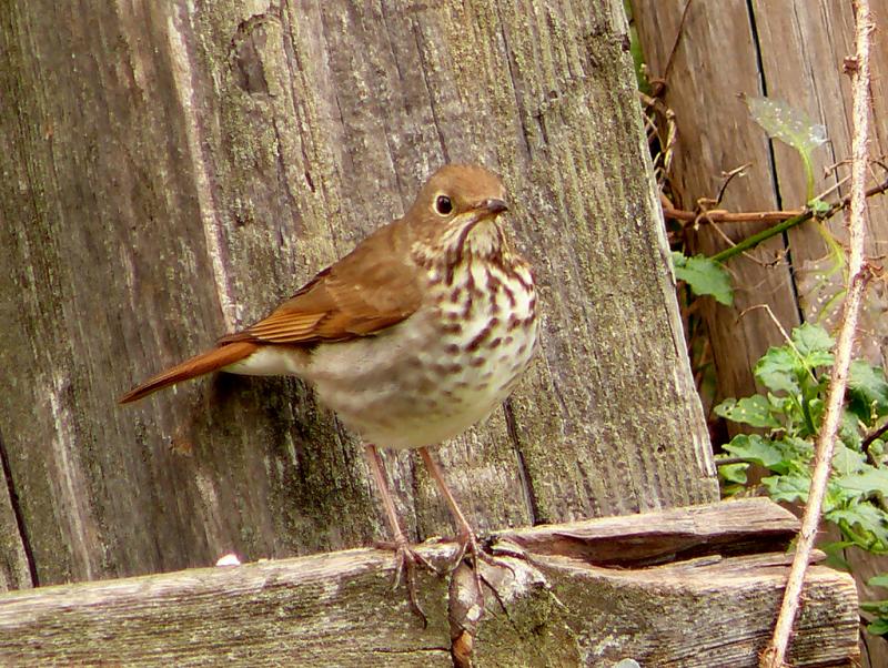 <img typeof="foaf:Image" src="http://statelibrarync.org/learnnc/sites/default/files/images/hermit_thrush.jpg" width="1024" height="771" alt="Hermit thrush" title="Hermit thrush" /> <img typeof="foaf:Image" src="http://statelibrarync.org/learnnc/sites/default/files/images/hermit_thrush.jpg" width="1024" height="771" alt="Hermit thrush" title="Hermit thrush" />