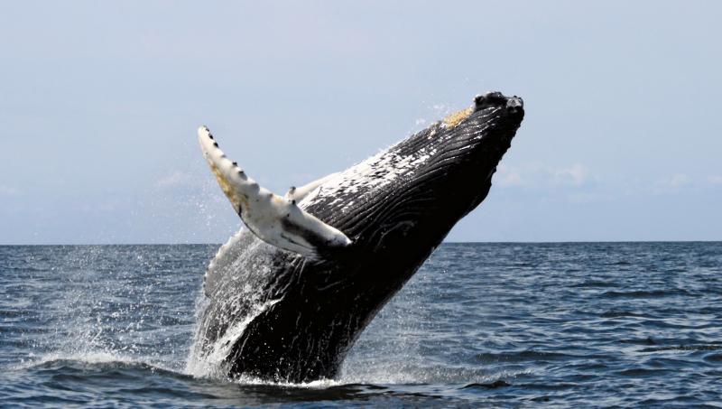 <img typeof="foaf:Image" src="http://statelibrarync.org/learnnc/sites/default/files/images/humpback_stellwagen.jpg" width="1765" height="1000" alt="Humpback whale" title="Humpback whale" /> <img typeof="foaf:Image" src="http://statelibrarync.org/learnnc/sites/default/files/images/humpback_stellwagen.jpg" width="1765" height="1000" alt="Humpback whale" title="Humpback whale" />
