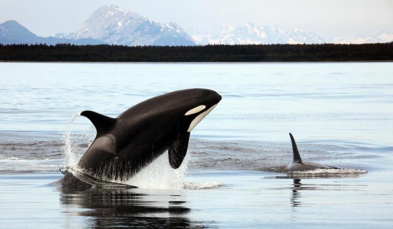 <img typeof="foaf:Image" src="http://statelibrarync.org/learnnc/sites/default/files/images/killerwhale.jpg" width="1280" height="745" alt="Killer whale" title="Killer whale" /> <img typeof="foaf:Image" src="http://statelibrarync.org/learnnc/sites/default/files/images/killerwhale.jpg" width="1280" height="745" alt="Killer whale" title="Killer whale" />