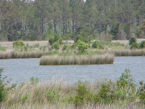 <img typeof="foaf:Image" src="http://statelibrarync.org/learnnc/sites/default/files/images/marsh_flooded.jpg" width="500" height="375" alt="Flooded marsh-Carteret County" title="Flooded marsh-Carteret County" />