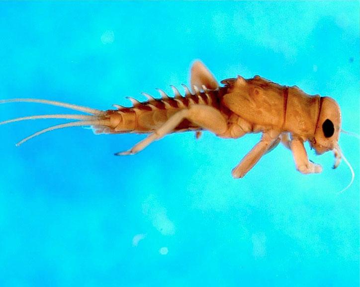 <img typeof="foaf:Image" src="http://statelibrarync.org/learnnc/sites/default/files/images/mayfly_larva.jpg" width="724" height="577" alt="Mayfly larva" title="Mayfly larva" /> <img typeof="foaf:Image" src="http://statelibrarync.org/learnnc/sites/default/files/images/mayfly_larva.jpg" width="724" height="577" alt="Mayfly larva" title="Mayfly larva" />