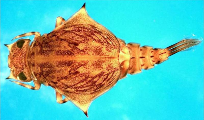 <img typeof="foaf:Image" src="http://statelibrarync.org/learnnc/sites/default/files/images/mayfly_nymph.jpg" width="808" height="477" alt="Mayfly nymph" title="Mayfly nymph" /> <img typeof="foaf:Image" src="http://statelibrarync.org/learnnc/sites/default/files/images/mayfly_nymph.jpg" width="808" height="477" alt="Mayfly nymph" title="Mayfly nymph" />