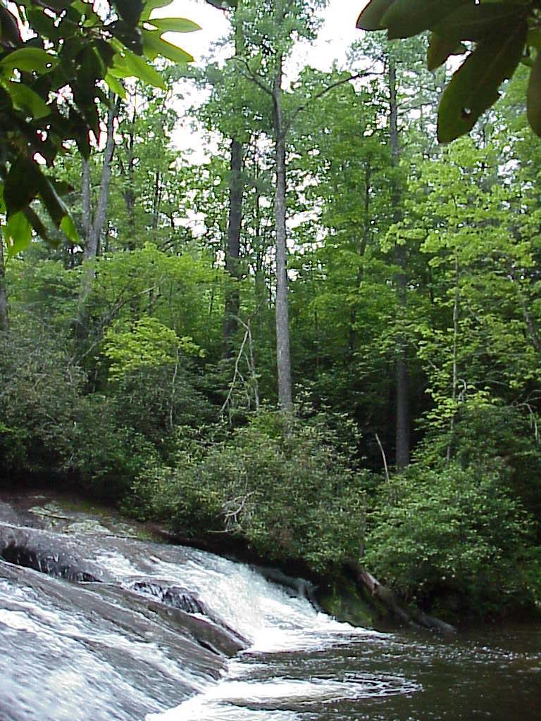 <img typeof="foaf:Image" src="http://statelibrarync.org/learnnc/sites/default/files/images/mountain_creek.jpg" width="768" height="1024" alt="Plant communities - Mountain Creek Acidic Cove Forest" title="Plant communities - Mountain Creek Acidic Cove Forest" />