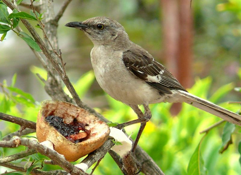 <img typeof="foaf:Image" src="http://statelibrarync.org/learnnc/sites/default/files/images/northernmockingbird.jpg" width="1024" height="745" alt="Northern mockingbird" title="Northern mockingbird" /> <img typeof="foaf:Image" src="http://statelibrarync.org/learnnc/sites/default/files/images/northernmockingbird.jpg" width="1024" height="745" alt="Northern mockingbird" title="Northern mockingbird" />