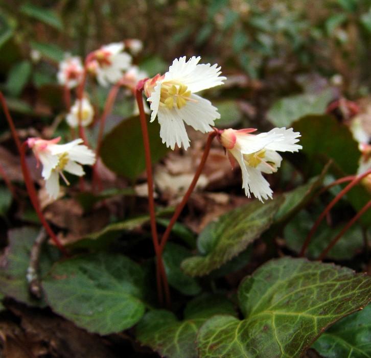 <img typeof="foaf:Image" src="http://statelibrarync.org/learnnc/sites/default/files/images/oconee-bells.jpg" width="726" height="701" alt="Oconee Bells" title="Oconee Bells" />