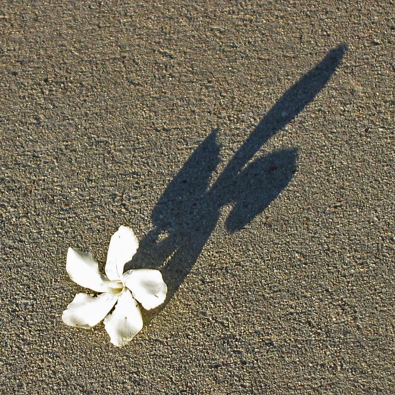 <img typeof="foaf:Image" src="http://statelibrarync.org/learnnc/sites/default/files/images/oleanderandshadow.jpg" width="800" height="800" alt="Oleander flower and its shadow" title="Oleander flower and its shadow" /> <img typeof="foaf:Image" src="http://statelibrarync.org/learnnc/sites/default/files/images/oleanderandshadow.jpg" width="800" height="800" alt="Oleander flower and its shadow" title="Oleander flower and its shadow" />