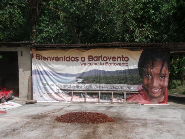 <img typeof="foaf:Image" src="http://statelibrarync.org/learnnc/sites/default/files/images/p7080579r_600.jpg" width="600" height="450" alt="Cacao plantation, Barlovento, Venezuela" title="Cacao plantation, Barlovento, Venezuela" />