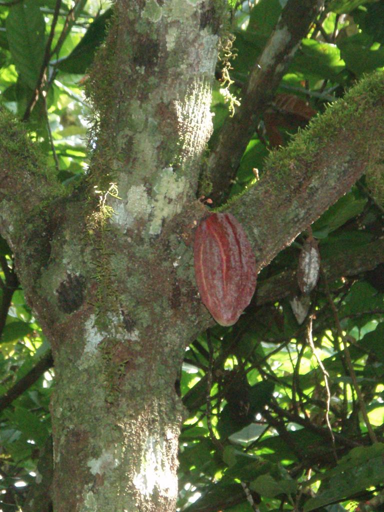 <img typeof="foaf:Image" src="http://statelibrarync.org/learnnc/sites/default/files/images/p7080587rr.jpg" width="768" height="1024" alt="Cacao pod in tree" title="Cacao pod in tree" />