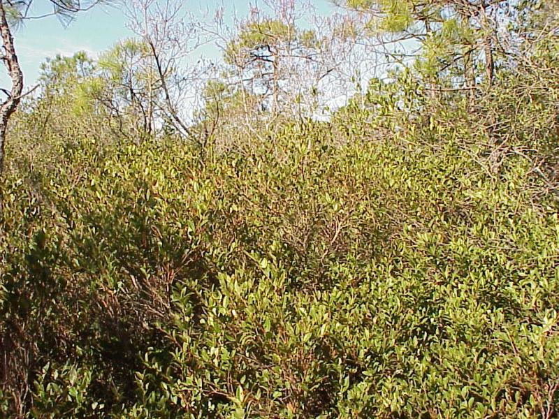 <img typeof="foaf:Image" src="http://statelibrarync.org/learnnc/sites/default/files/images/pecosin_wetland_1.jpg" width="1024" height="768" alt="Pocosin wetland; source of the White Oak thirty miles inland" title="Pocosin wetland; source of the White Oak thirty miles inland" />