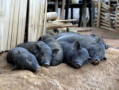 <img typeof="foaf:Image" src="http://statelibrarync.org/learnnc/sites/default/files/images/pigs-sleeping.jpg" width="400" height="302" alt="Pigs sleeping" title="Pigs sleeping" />