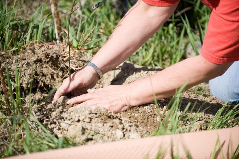 <img typeof="foaf:Image" src="http://statelibrarync.org/learnnc/sites/default/files/images/planting-a-chestnut.jpg" width="1024" height="681" alt="American chestnut planting" title="American chestnut planting" /> <img typeof="foaf:Image" src="http://statelibrarync.org/learnnc/sites/default/files/images/planting-a-chestnut.jpg" width="1024" height="681" alt="American chestnut planting" title="American chestnut planting" />