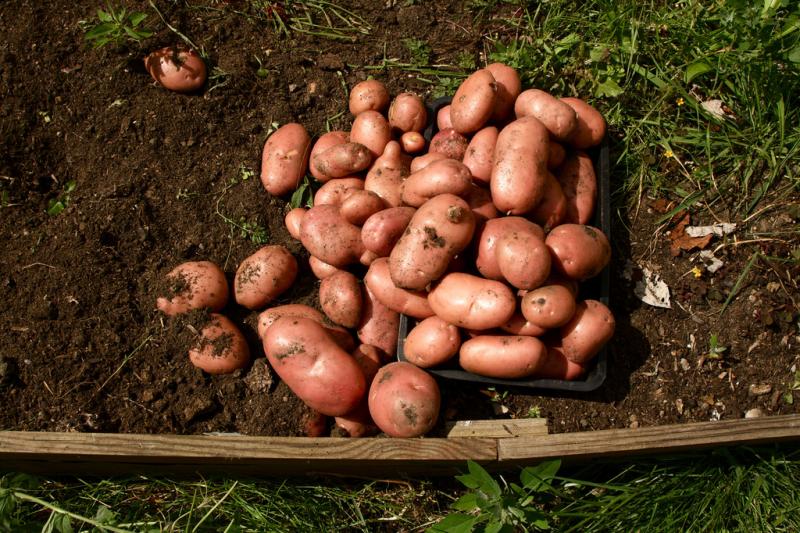 <img typeof="foaf:Image" src="http://statelibrarync.org/learnnc/sites/default/files/images/potatoharvest.jpg" width="1024" height="682" /> <img typeof="foaf:Image" src="http://statelibrarync.org/learnnc/sites/default/files/images/potatoharvest.jpg" width="1024" height="682" />