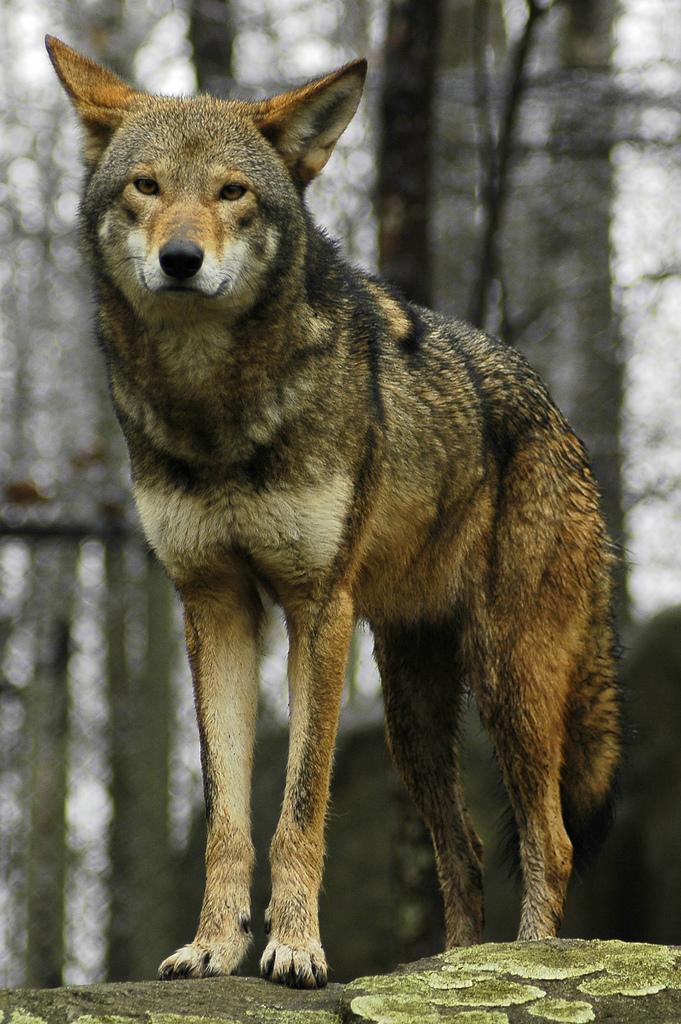 <img typeof="foaf:Image" src="http://statelibrarync.org/learnnc/sites/default/files/images/red_wolf.jpg" width="681" height="1024" alt="Red wolf" title="Red wolf" />