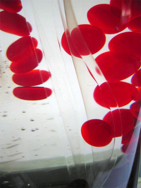 <img typeof="foaf:Image" src="http://statelibrarync.org/learnnc/sites/default/files/images/redbloodcells.jpg" width="450" height="600" alt="Red blood cells" title="Red blood cells" /> <img typeof="foaf:Image" src="http://statelibrarync.org/learnnc/sites/default/files/images/redbloodcells.jpg" width="450" height="600" alt="Red blood cells" title="Red blood cells" />