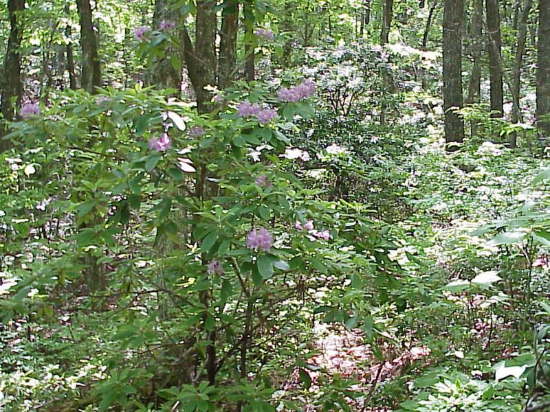 <img typeof="foaf:Image" src="http://statelibrarync.org/learnnc/sites/default/files/images/rhododendron.jpg" width="1024" height="768" alt="Rhododendrons in the Blue Ridge" title="Rhododendrons in the Blue Ridge" />