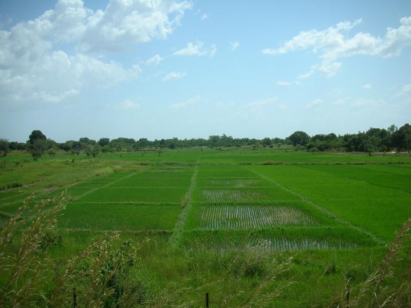 <img typeof="foaf:Image" src="http://statelibrarync.org/learnnc/sites/default/files/images/rice_field.jpg" width="1024" height="768" alt="Rice field" title="Rice field" />